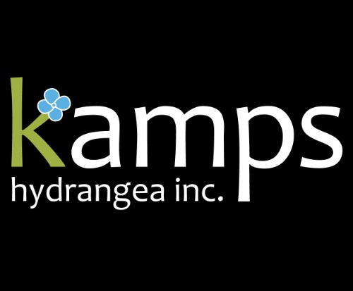Kamps Hydrangea